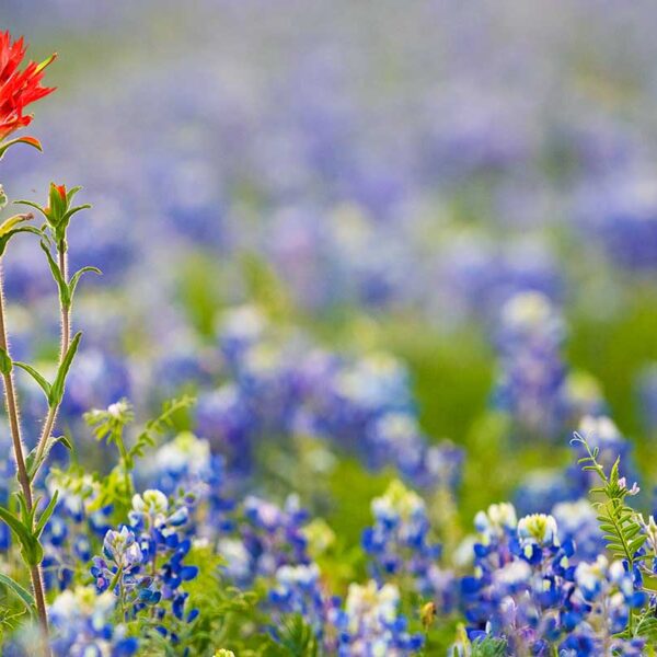 Indian Paintbrush flower in a field of bluebonnets