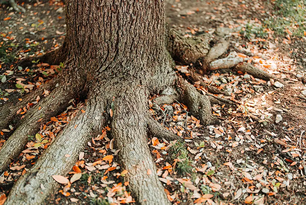 The foot of an oak tree with visible roots