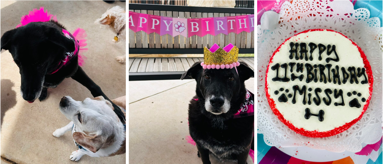 PVN Pooch Birthday Pawwwty!