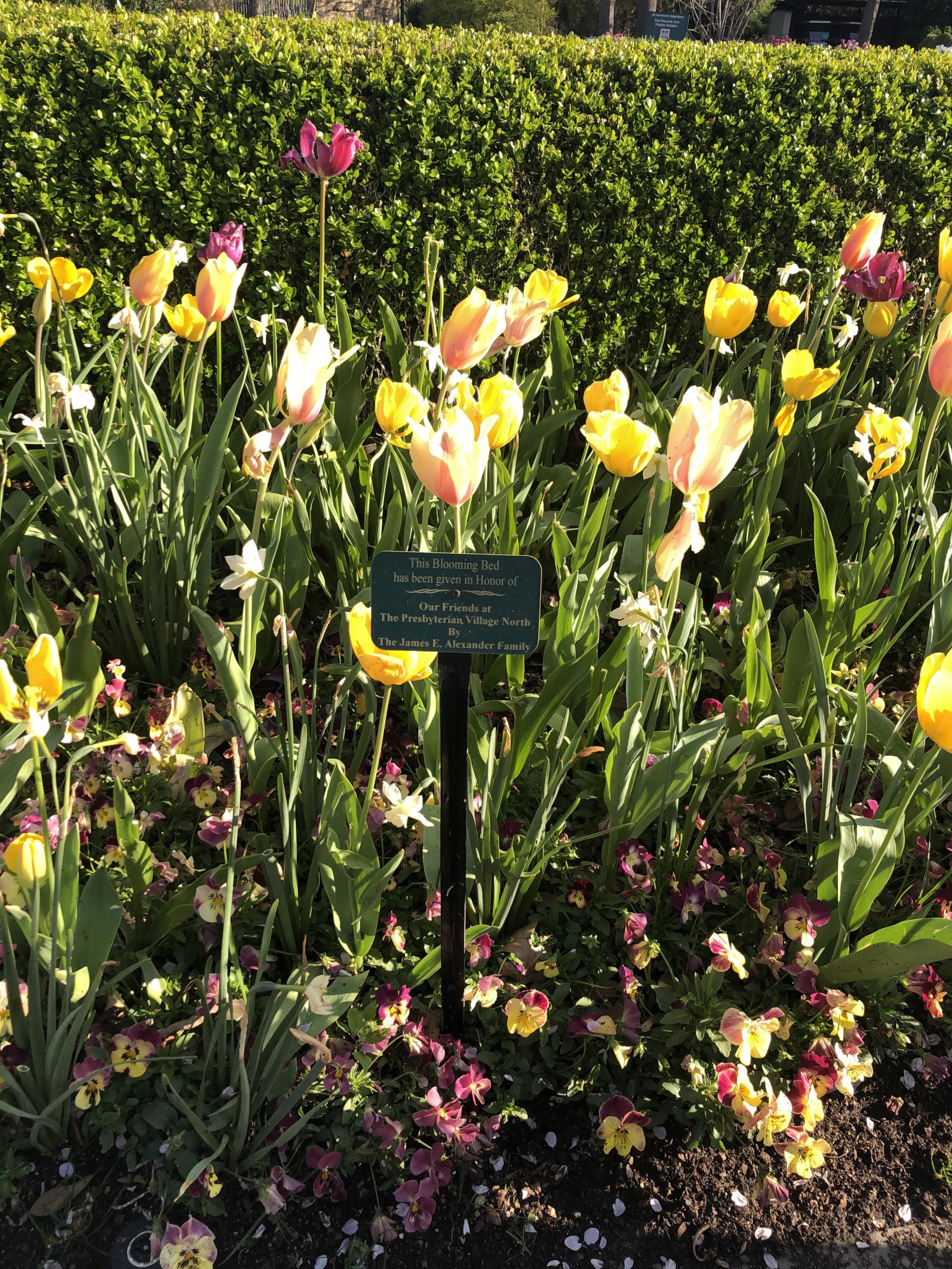 Independent Living Resident Dedicates Flower Bed at Dallas Arboretum to PVN