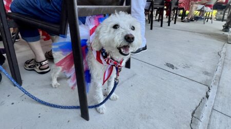 PVN Pooches Participate in 16th Annual Patriotic Dog Parade