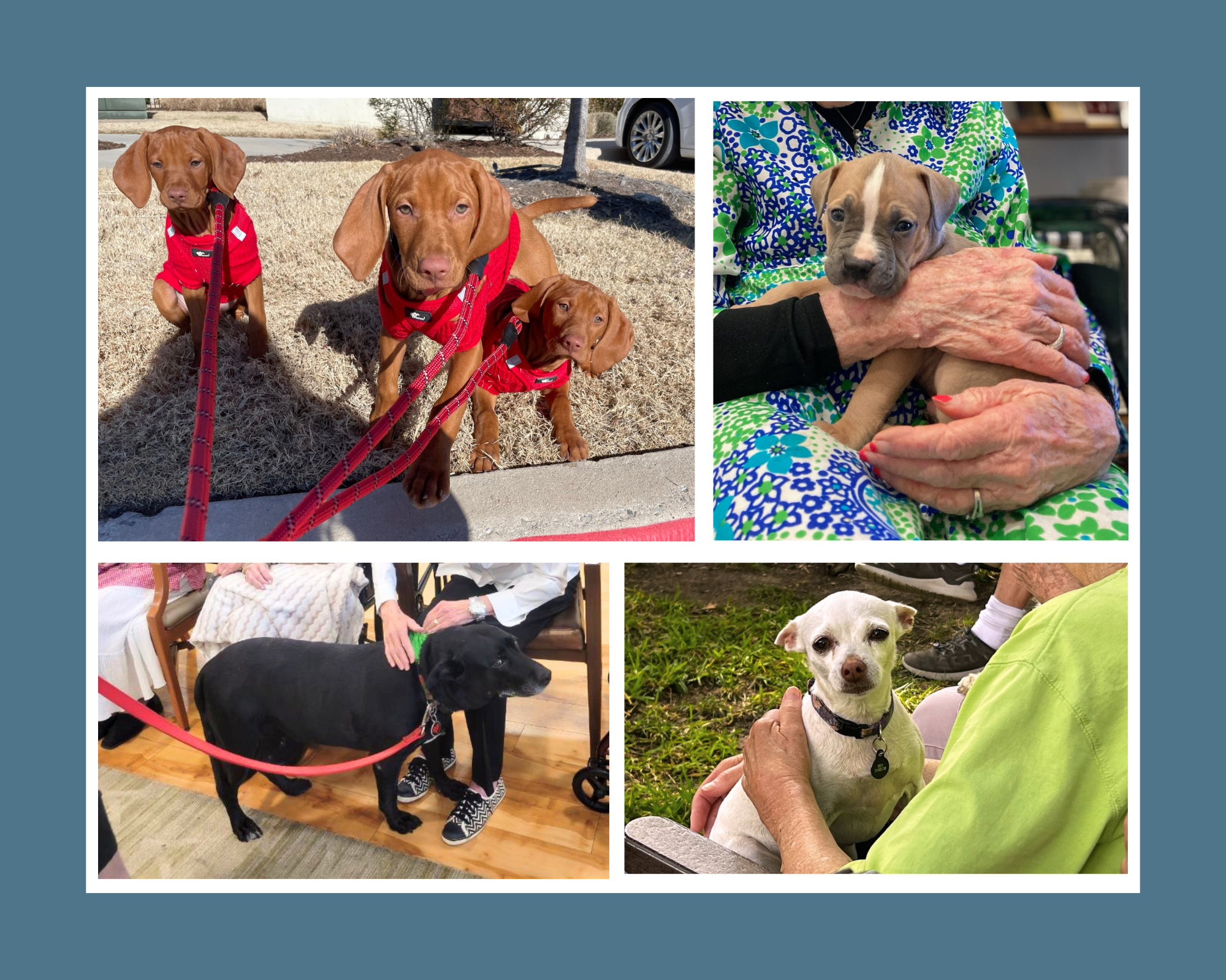 Pets Ease Stress at PVN