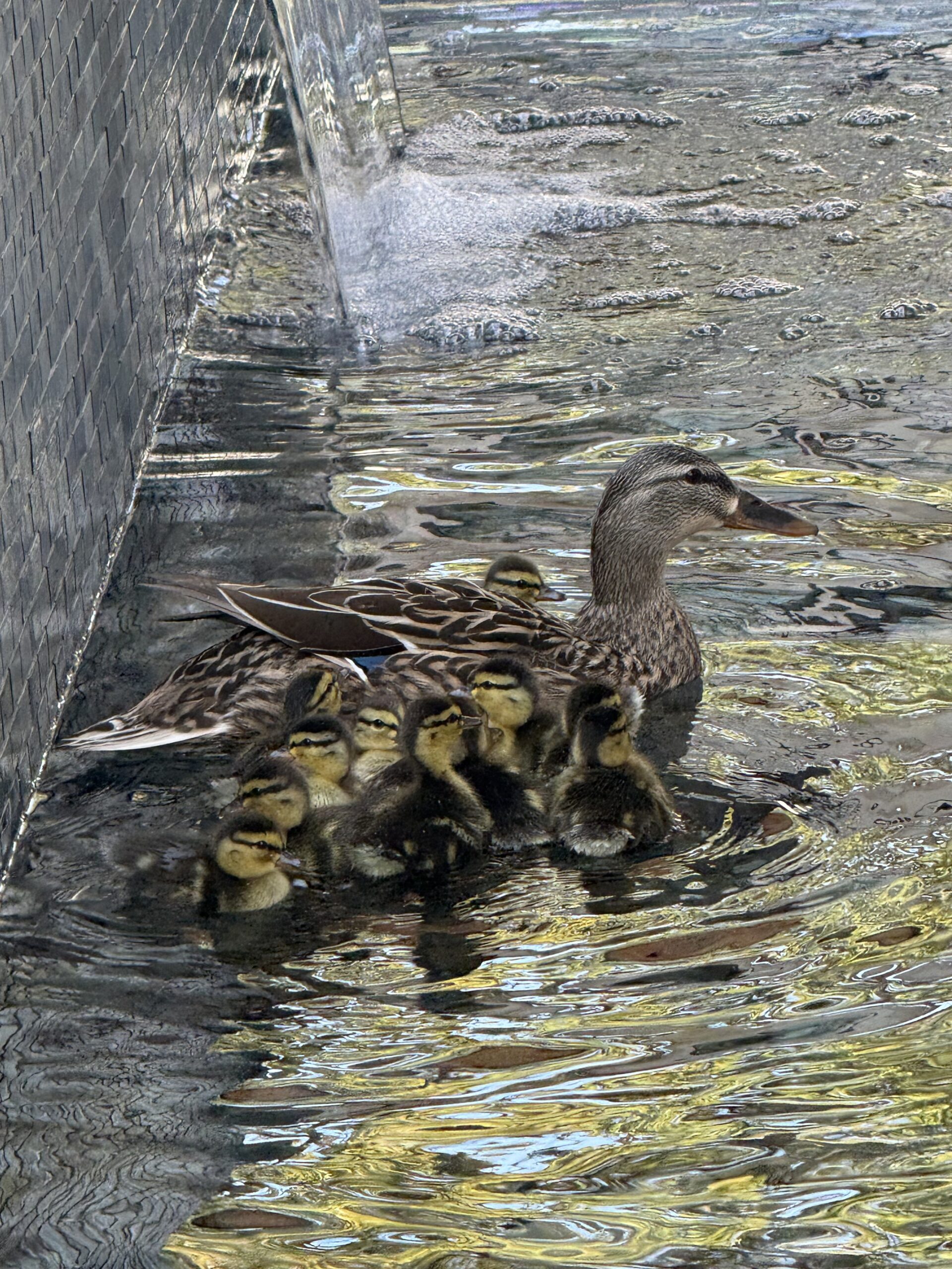 Spring is in the Air at PVN